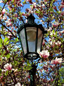 Prague – Magnolie and latern in the street of Prague